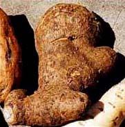 GROW TALLER MEXICAN YAM ROOT