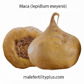 Lepidium meyenii, also known as maca or Peruvian ginseng proven to promote libido