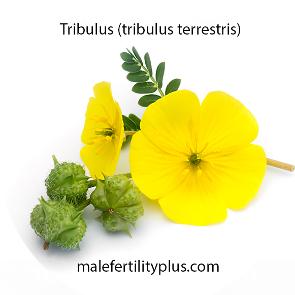 Tribulus naturally increases the hormone levels