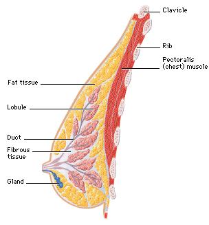 breast, sized