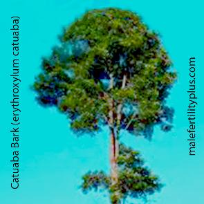 Catuaba Bark (erythroxylum catuaba) Brazilian herb that strengthens the libido