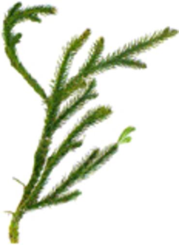 club_moss_pills
