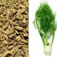 GROW TALLER FENNEL SEED