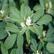 GROW TALLER FENUGREEK SEED