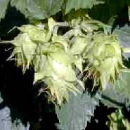 GROW TALLER HOPS FLOWER