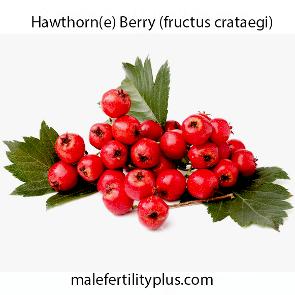 Hawthorn(e) Berry (fructus crataegi) Contain powerful antioxidants and natural bioflavonoids that support the health of the entire cardiovascular system