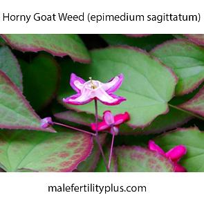 Horny Goat Weed best for male reproduction 