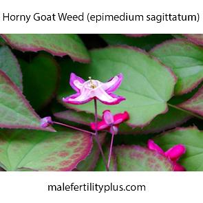 Horny Goat Weed best for male reproduction