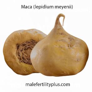 Lepidium meyenii, also known as maca or Peruvian ginseng proven to promote libido