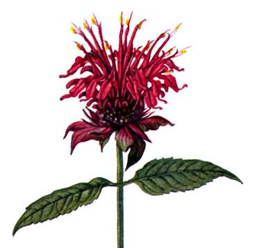 horse-balm Monarda media