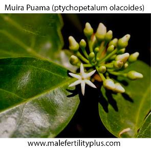 Muira Puama (ptychopetalum olacoides) This Brazilian herb Muira puama, also referred to as murapuama, is mostly known for its effective help with erectile dysfunction and increasing libido