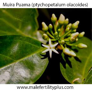 Muira Puama (ptychopetalum olacoides) This Brazilian herb Muira puama, also referred to as murapuama, is mostly known for its effective help with erectile dysfunction and increasing libido