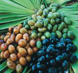 Saw_Palmetto_Berry_pills